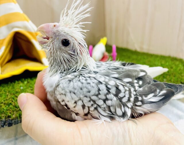 季節外れの粉雪！！？☁☁☁　オカメインコ　ホワイトフェイスパール