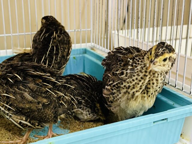 画像更新☆育ってきました！ウズラ♡