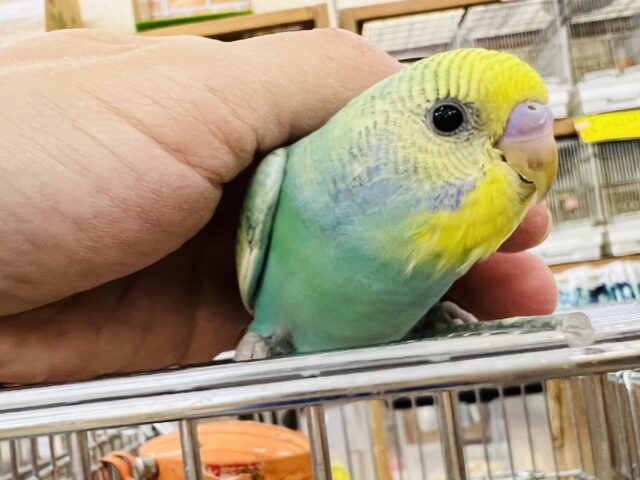 ①黒い模様が素敵ステキ！？レイボースパングルセキセイインコ入荷！