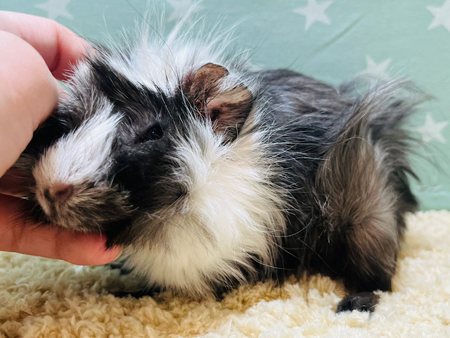 オセロ？オレオ？くせ毛くるりん◎アビシニアンモルモット 女の子