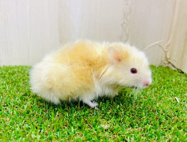 ハムちーキミ一点集中🫶🫶🫶→💓👀　サテンハムスター　男の子