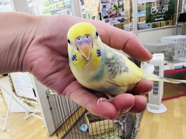 ②パステルレインボーパイドのセキセイインコ入荷！その2