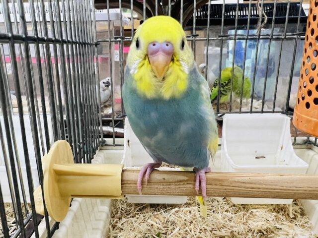 画像更新☆パステルレインボーパイドのセキセイインコ入荷その1