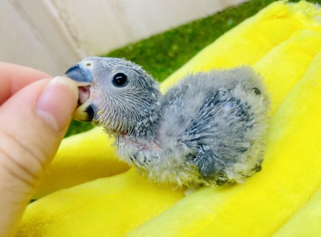 ブルベかな？🤭🍨🩵クールにきめたいコザたん　コザクラインコ　モーブ