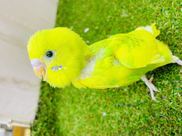 ひよこみたいな日和ちゃん🐤🟢🟡　セキセイインコ　パイド