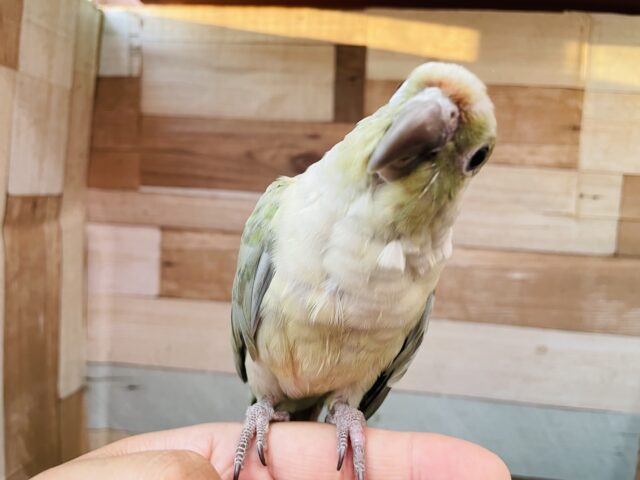最新画像・動画あります♪ヒナ餌卒業‼️レアカラー✨淡いグリーンがとっても可愛いんですっ😍ウロコインコのミント！！