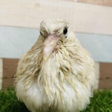 ぽっぽっぽ〜♪食欲満点☆元気っ子！ジュズカケバトのヒナ！！