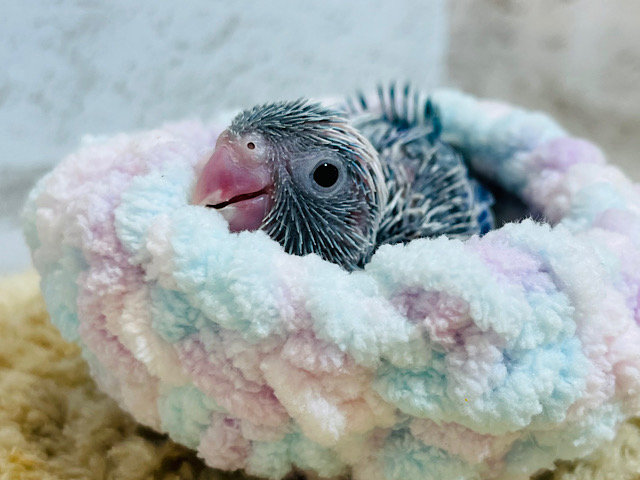 ねむねむボーイ( ´-` ).｡oOマメルリハ(ブルーパイド) 男の子