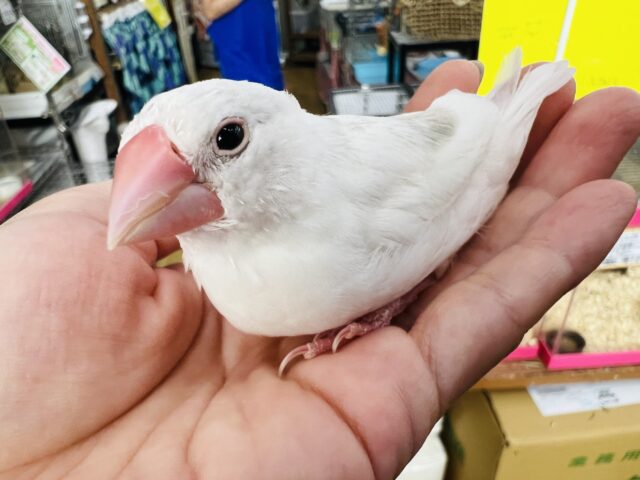 画像更新☆飛んでくるよ🪶白文鳥慣れました❤