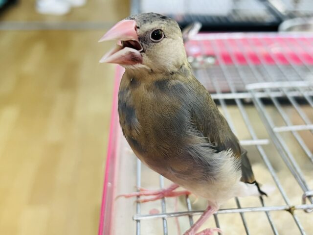 画像更新☆慣れ慣れ♡水浴び大好きっ❤桜文鳥のヒナ②入荷しました❤