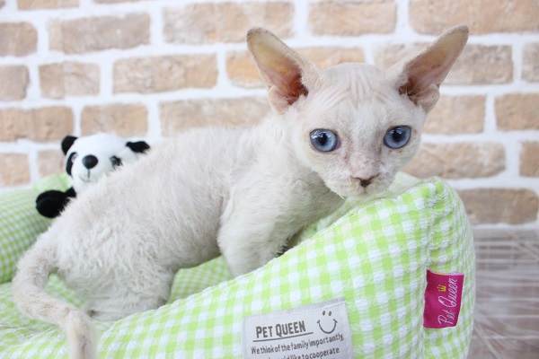 フォースの力⚔️でGOホーム🏠💨デボンレックス・男の子！