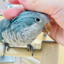 【最新画像更新🪄】おめめくりくり♡オキナインコ(ブルー) ヒナ