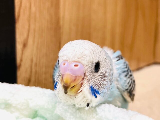 あざといお顔の暴れん坊ちゃん♡セキセイインコ（オパーリン）ヒナ