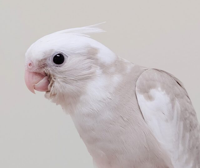 【最新画像更新2024年06月23日】柔らかいカラーにホワイトフェイスが魅力的✨オカメインコ（ホワイトフェイスシナモンパイド）