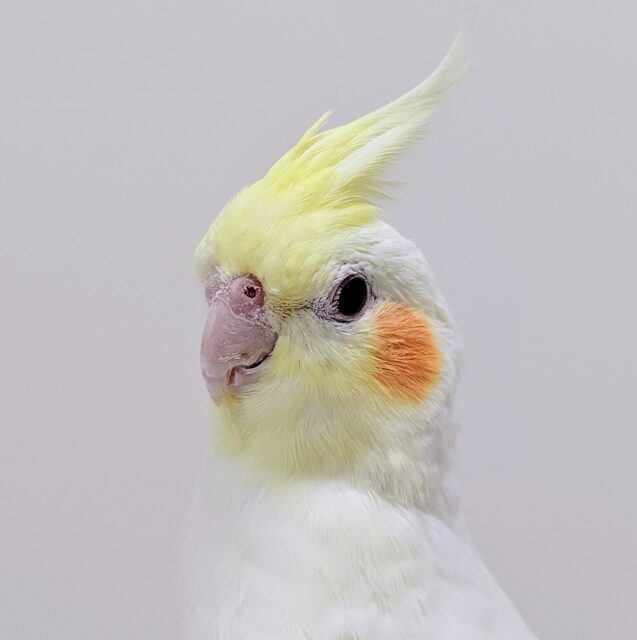 【最新画像更新2024年06月21日】優しいお顔が可愛すぎっ♡オカメインコ（ルチノー）