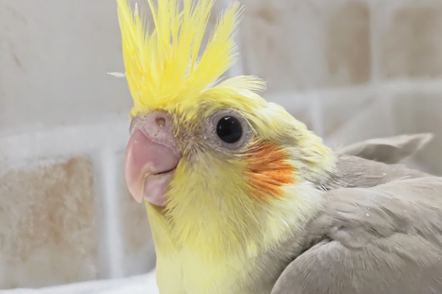 たまらないミルキーな色合い～👑 オカメインコ(シナモンパイド)