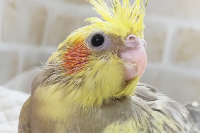 特徴的な模様にご注目～🫧 オカメインコ(シナモンパールパイド)