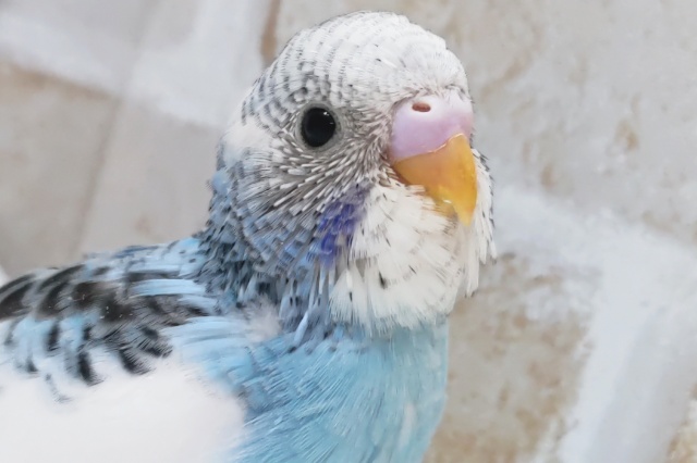 キレイな青空ブルー🩵 セキセイインコ(ブルーパイド)