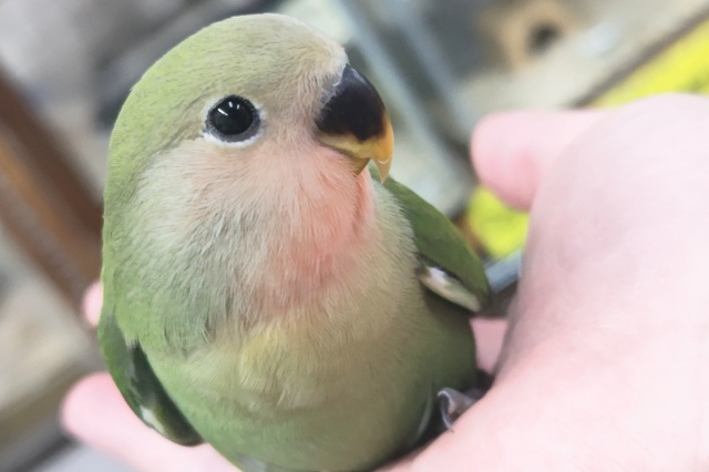 🌟最新画像🌟 キレイな緑と赤の色合いが魅力～🌸 コザクラインコ(ノーマル)