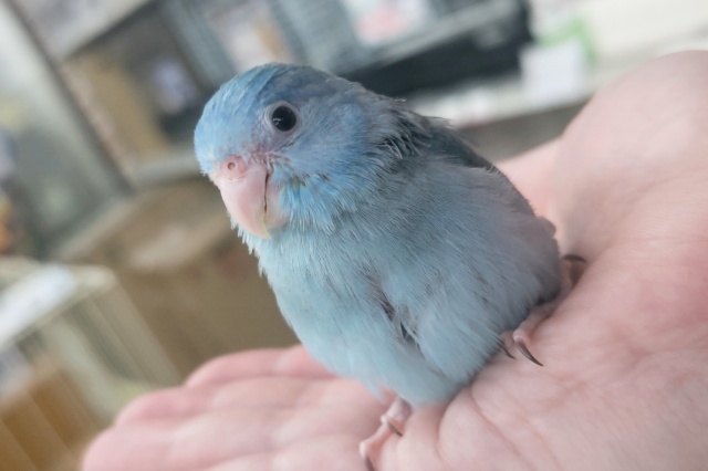 🌟最新画像🌟 成長楽しみな青い怪獣さん～💙 マメルリハインコ(ブルー)