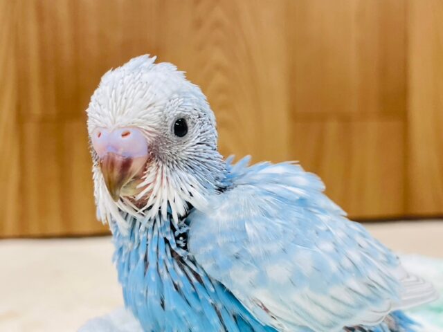 青空カラー🩵セキセイインコ（スパングル）ヒナ