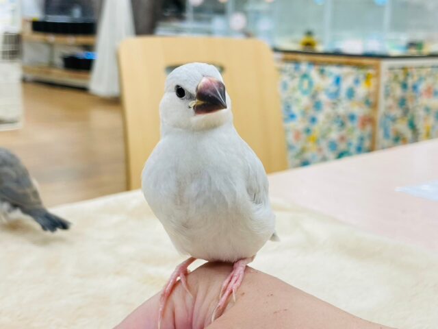 【最新画像更新🪄】高級感あるカラーに魅力がいっぱい💓シルバー文鳥　ヒナ
