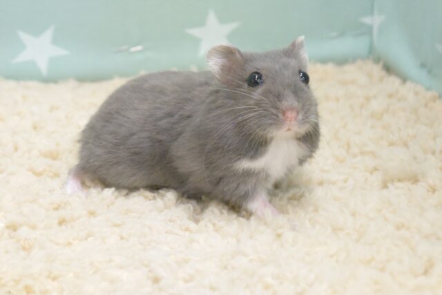 はじめましてぇ～　リアルブルードワーフハ～～～ムっ　