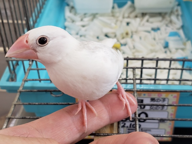 ベタなれだよ～🤍 白文鳥🐣