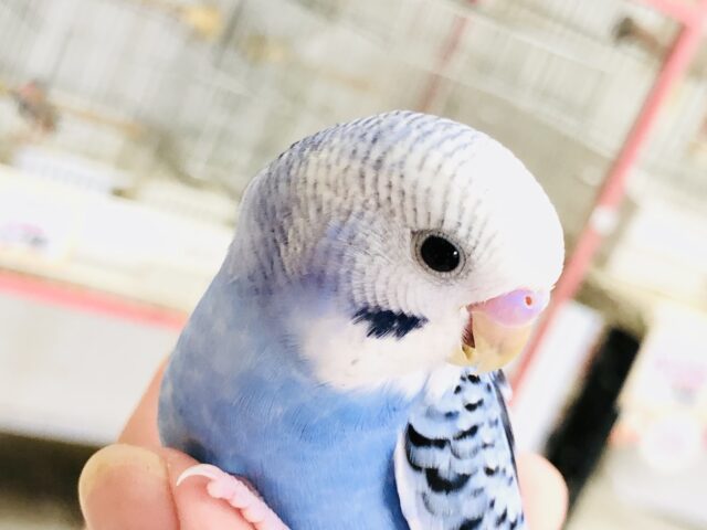 【最新画像更新☆☆】そのカラーは濃いほど美しく・・・　セキセイインコ