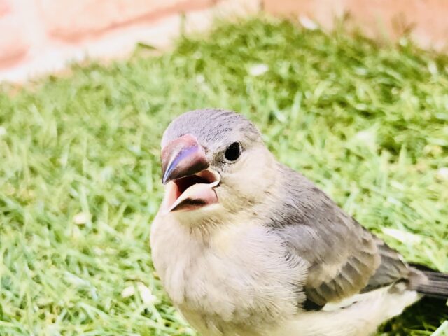 【最新画像更新☆☆】つるつるベイビー！！　桜文鳥