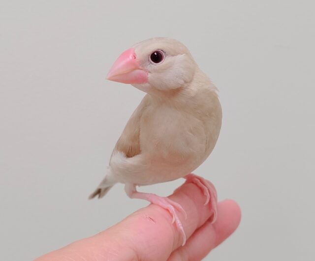 【最新画像更新2024年6月21日】ミルクティーのような淡いカラー🌟シナモン文鳥　ヒナ