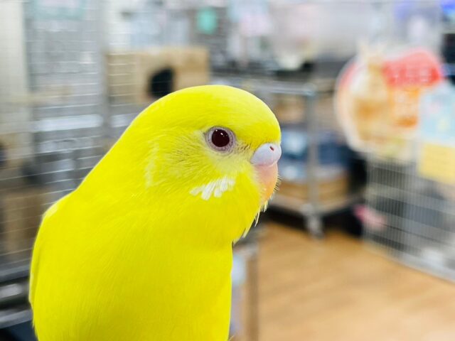 【動画更新🪄カゴデビューしました⭐︎】そこに居るだけで華やか🌟セキセイインコ（ルチノー）