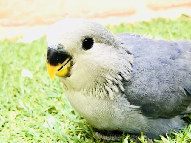 【最新画像更新☆☆】どんな濃いめカラーになってくるのかな？？　コザクラインコ