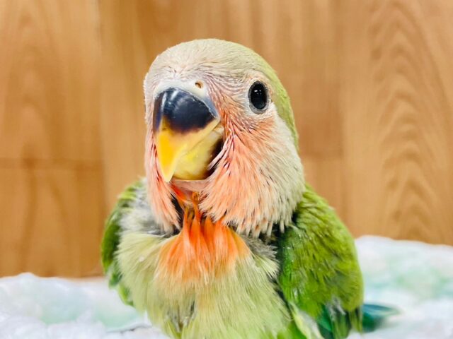 元気いっぱい⭐︎可愛いお顔に一目惚れ♡コザクラインコ（ノーマル）ヒナ