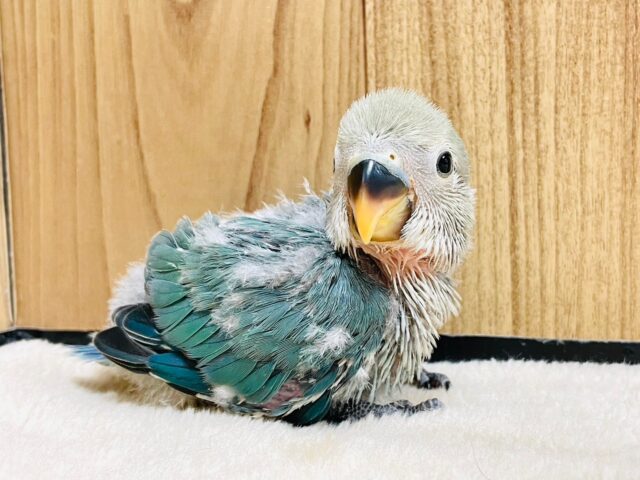 わた毛の中にチラ見えする綺麗なブルー🩵コザクラインコ（ブルーチェリー）ヒナ