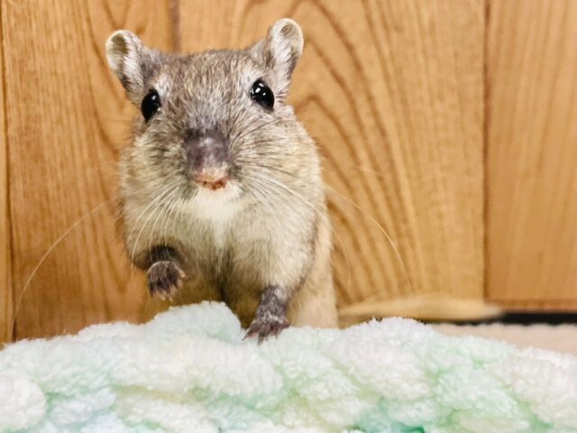 遊ぶの大好き♡カラージャービル（女の子）