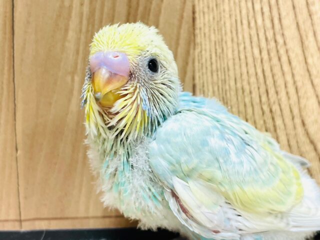 色合いがたまりません♡セキセイインコ（パステルレインボースパングル）ヒナ
