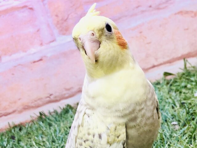もっちもっち人気カラーがやってきた♪♪    オカメインコ