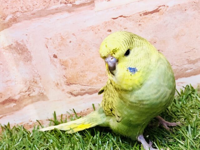 モチモチな鳥さん　ギャップ萌えに注意！！　ジャンボセキセイインコ
