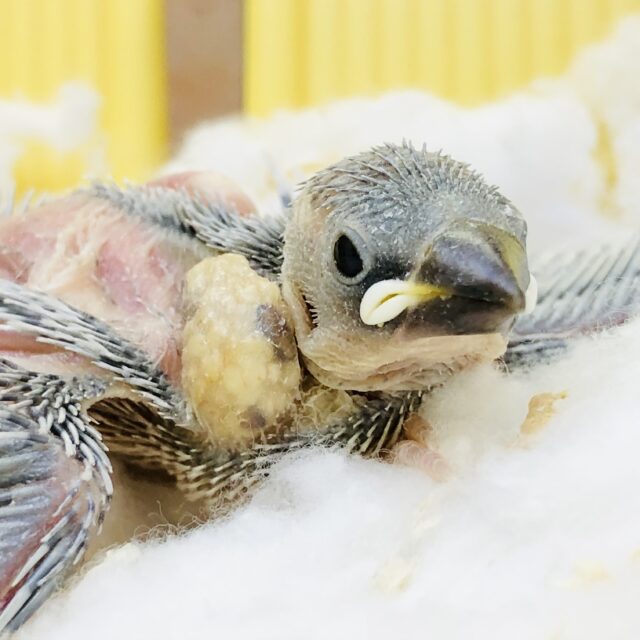 渋いカラーが人気！？　シルバー文鳥