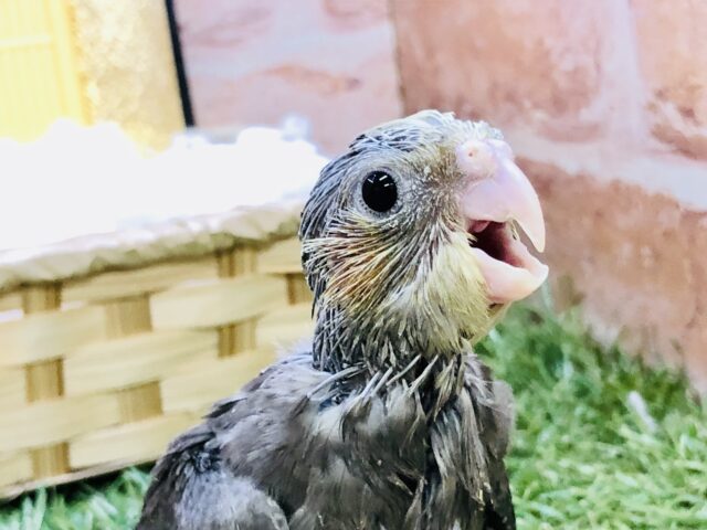 【最新画像更新☆☆つるつるなノーマルちゃんがやってきました～♪♪　オカメインコ