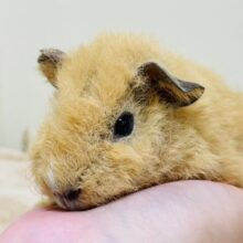 もこもこ動くぬいぐるみ🧸テディモルモット（男の子）