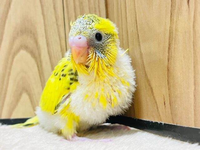 くりっくりお目目に見つめられちゃう♡セキセイインコ（ハルクイン）ヒナ