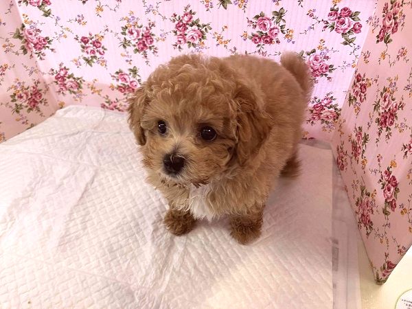 最新画像🌟とうとう出たね。。。秘蔵っ子のMIX犬デビューしました(＾＾)