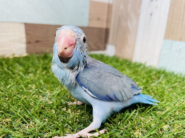 濃いめのブルーがかっこいい男の子✨マメルリハインコのコバルト！！