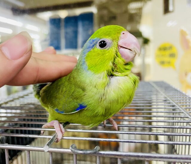 なれてるよ〜❣️1人餌❣️手のり❣️最新画像・動画になりますよ🌟一緒にウキウキ気分でピクニックでもどう～？☀☀☀　マメルリハ　ノーマル　男の子