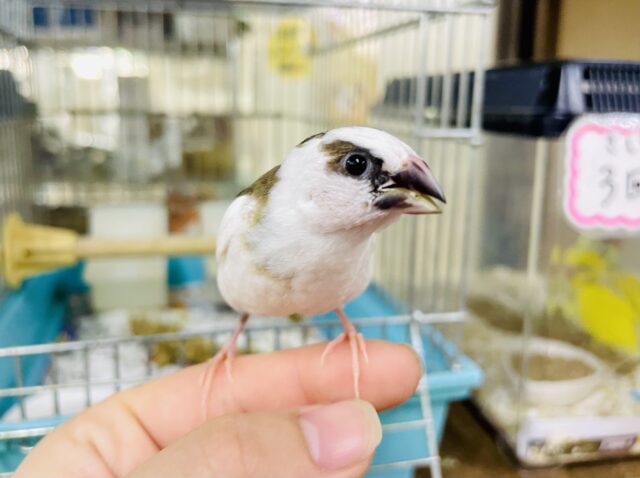 可愛すぎる最新動画・画像あり！左側の十姉妹さんの記事❣️さし餌2回❣️トゥインクル💛リンクな十姉妹さんたち〜　白茶