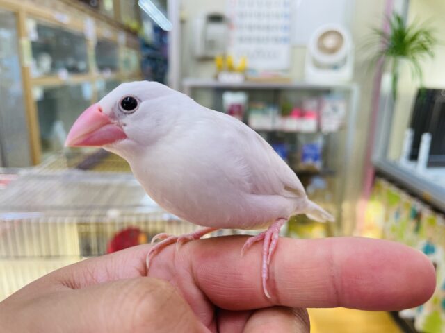 最新画像あります✨ヒナ餌卒業🎓輝いて見えちゃう美白なコ💕白文鳥！！