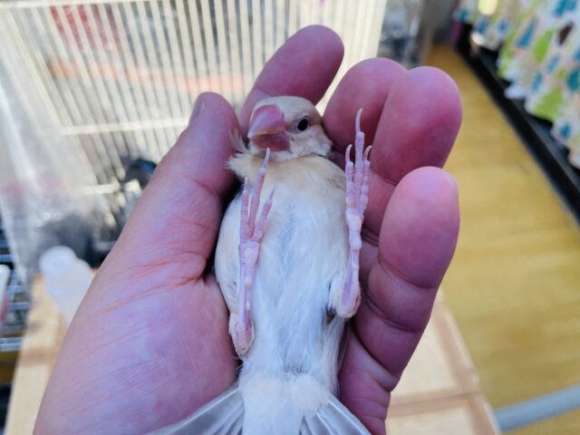 最新画像あります❣️濃いめのブラウンがかっこいいっ😎シナモン文鳥！！