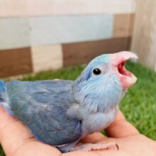 元気いっぱいな美ブルーくん‼️マメルリハインコのターコイズコバルトパイド！！